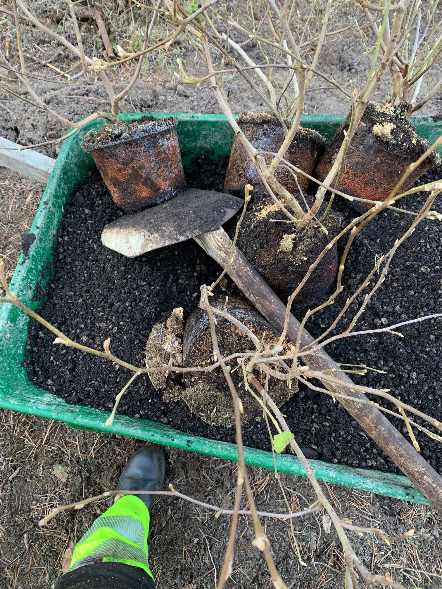 Plantering av växter